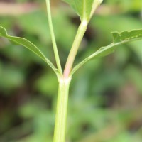 Alternanthera philoxeroides (Mart.) Griseb.